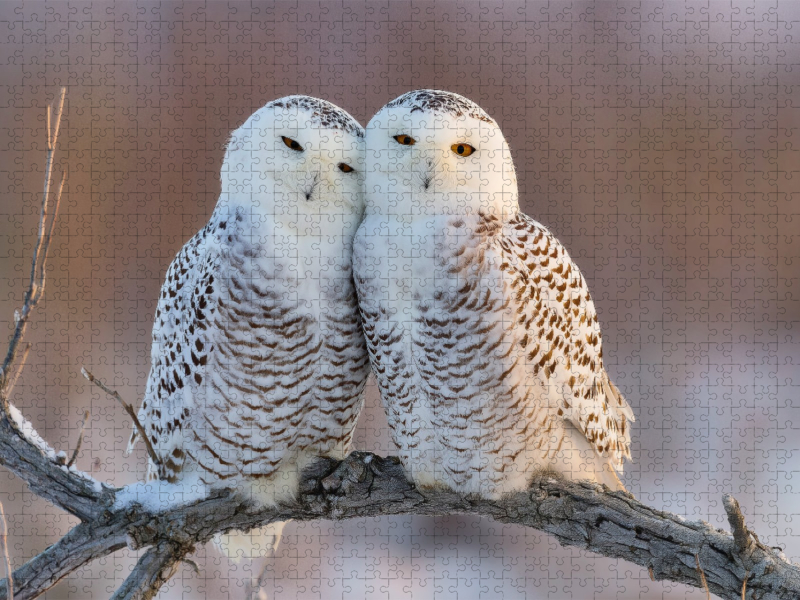 Ein Motiv aus dem Kalender Waldgeflüster