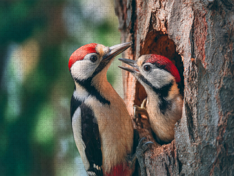 Liebe im Takt der Natur, ein Lied aus Fürsorge