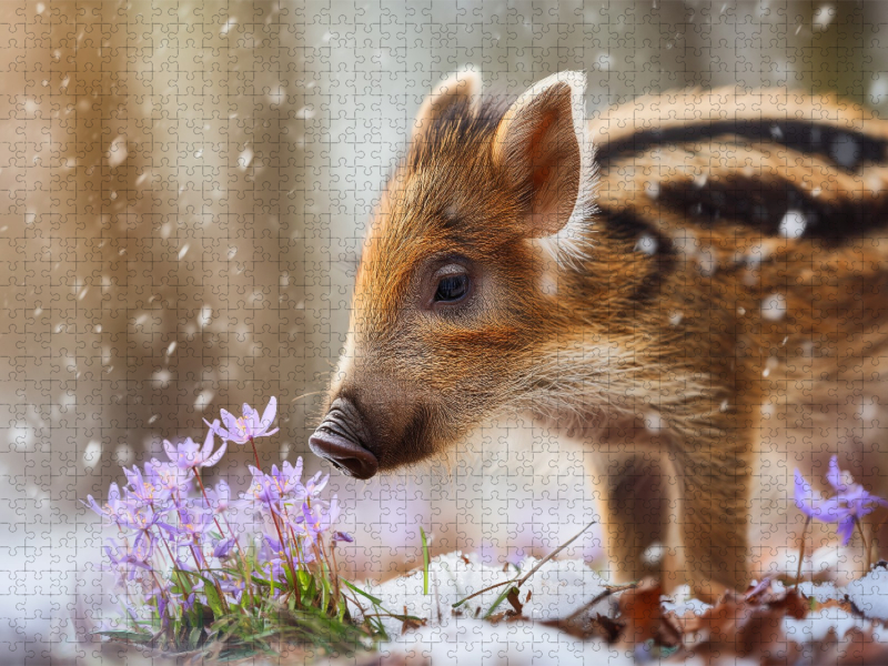 Zwischen Tau und Blüte erwacht das Leben
