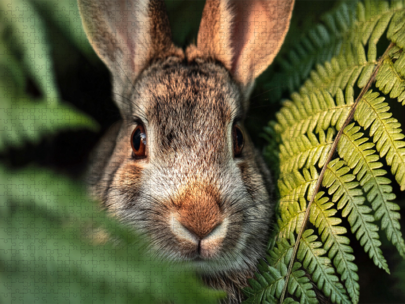 Neugier blinzelt zwischen Farn und Sonne