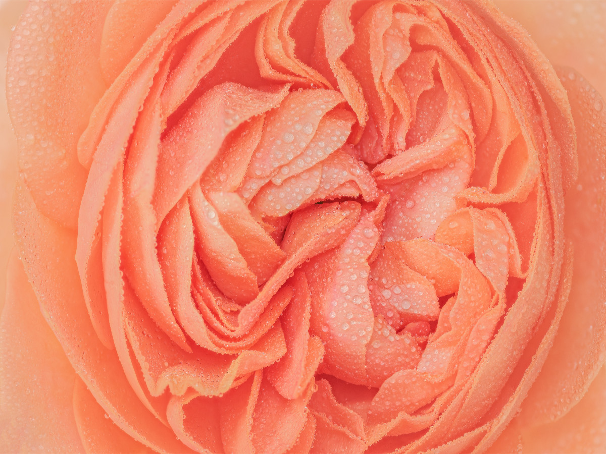 Rosenblüte im Morgentau