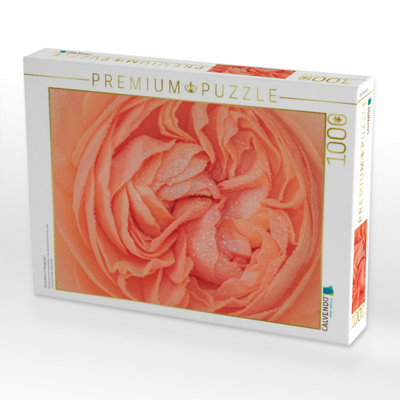 Rosenblüte im Morgentau