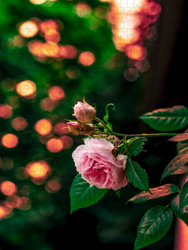 Ein Motiv aus dem Kalender Bubble Bokeh