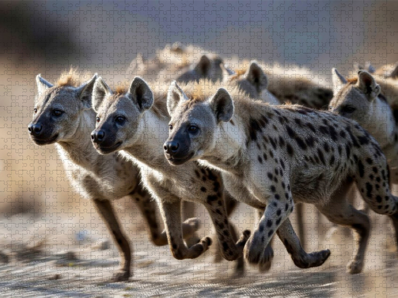 Ein Rudel auf der Flucht