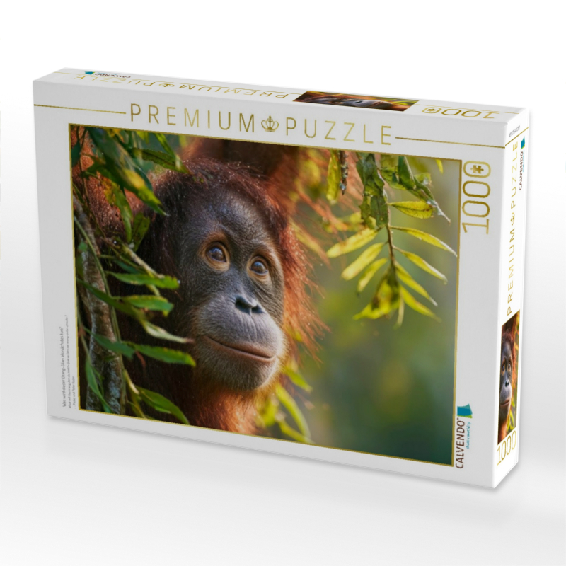 Was wird dieser Orang-Utan als nächstes tun?