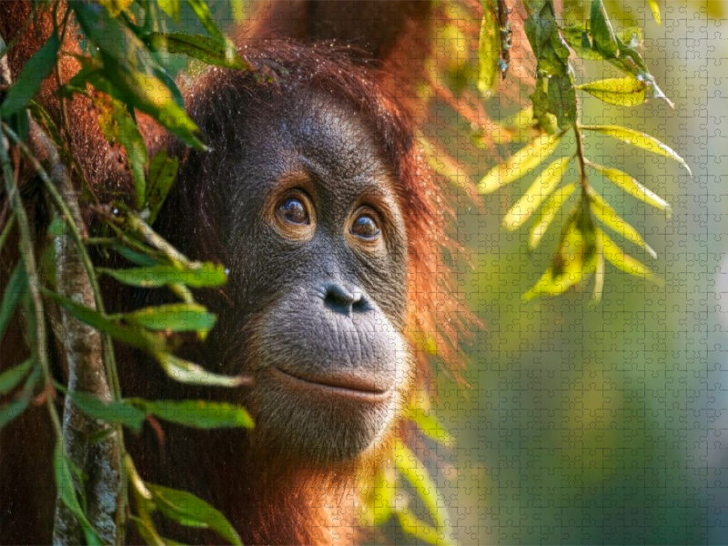 Was wird dieser Orang-Utan als nächstes tun?