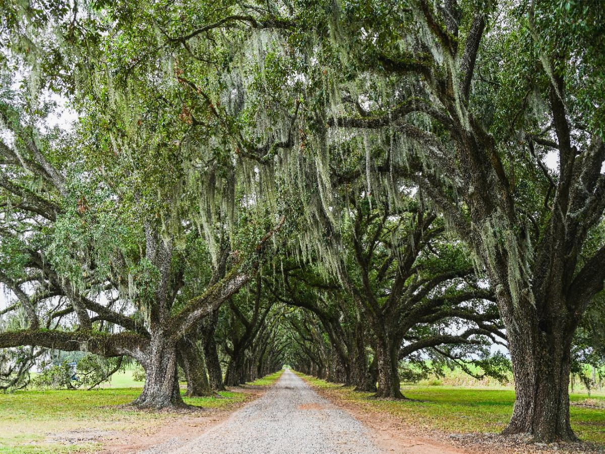 Eichenallee mit Louisianamoos