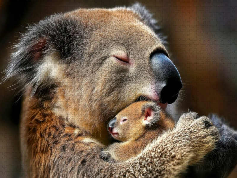 Eine Koalamama, die ihr Neugeborenes liebevoll an ihr Gesicht drückt