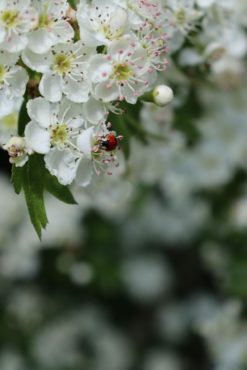 Ein kleiner Marienkäfer als Glücksbringer