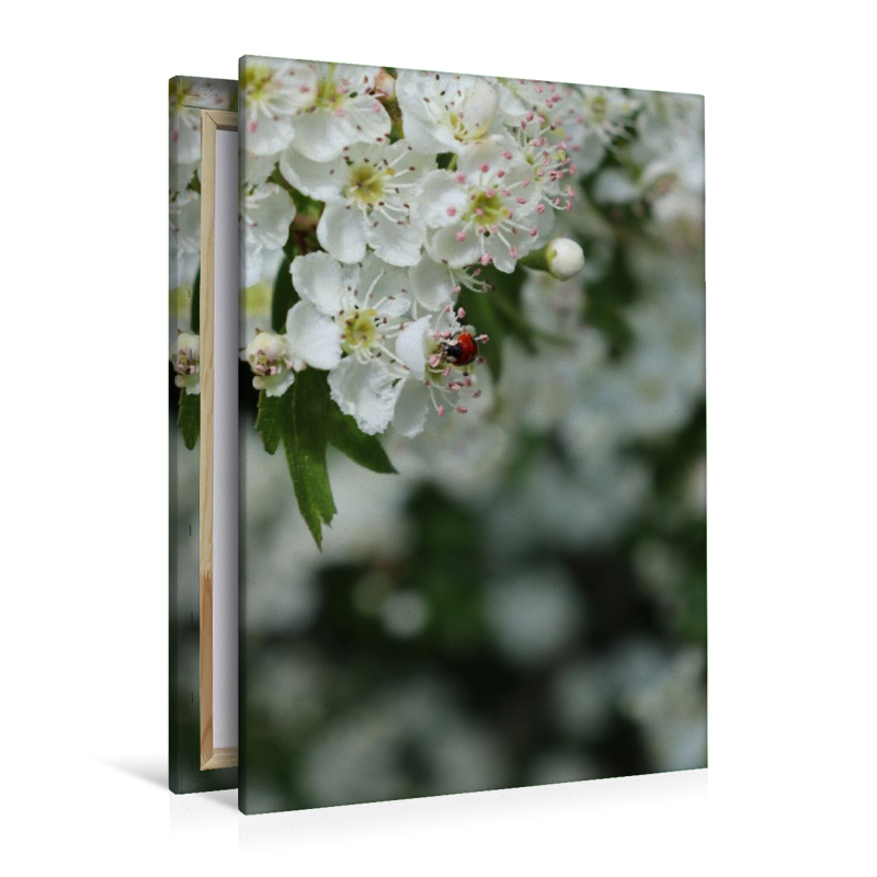 Ein kleiner Marienkäfer als Glücksbringer