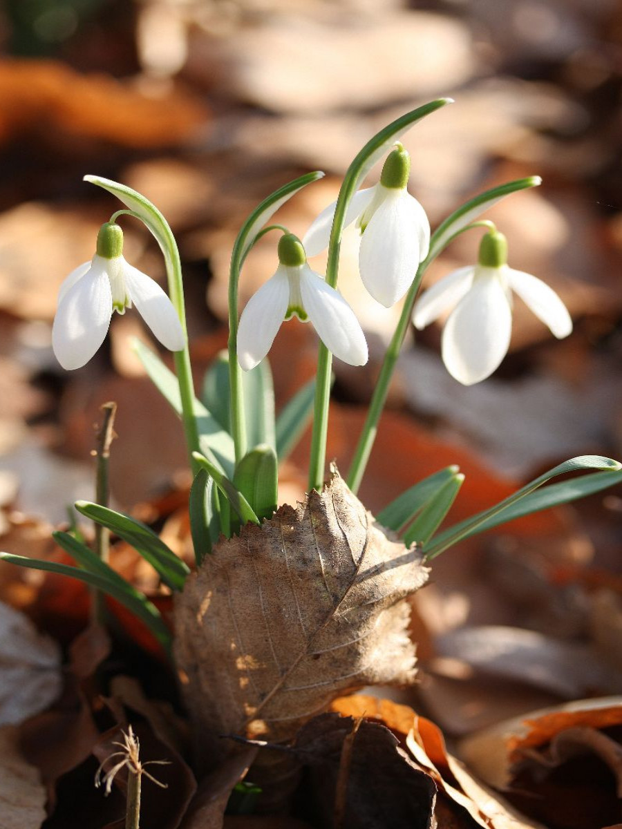 Schneeglöckchen mit trockenem Laub in der Frühlingssonne