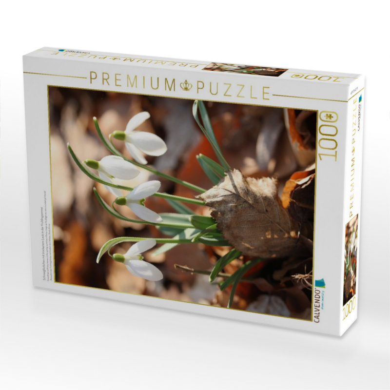 Schneeglöckchen mit trockenem Laub in der Frühlingssonne