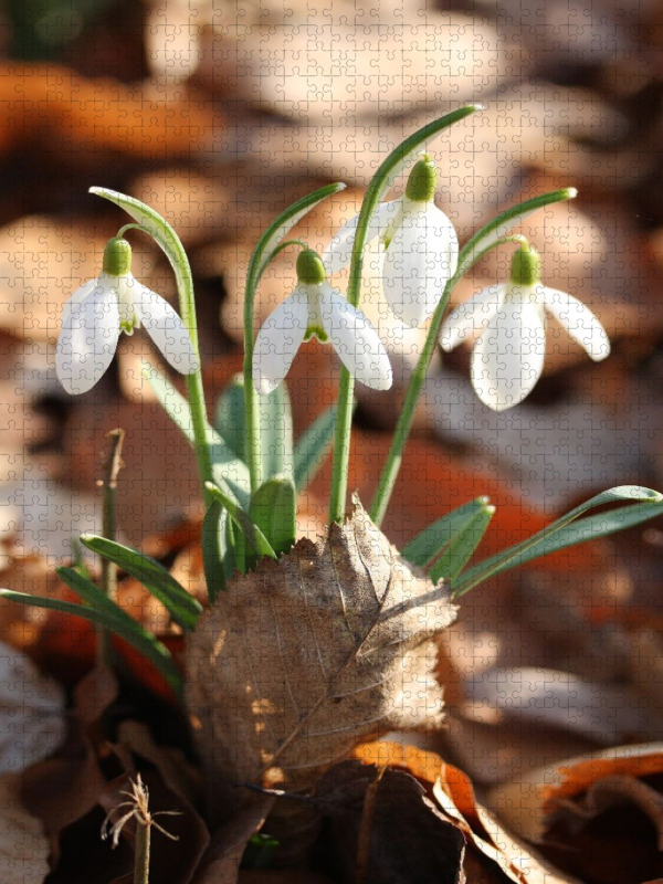 Schneeglöckchen mit trockenem Laub in der Frühlingssonne