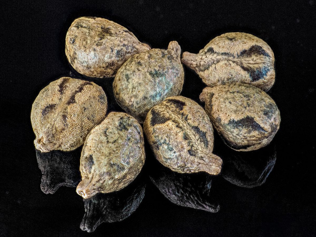 Samen des drüsigen Springkrauts