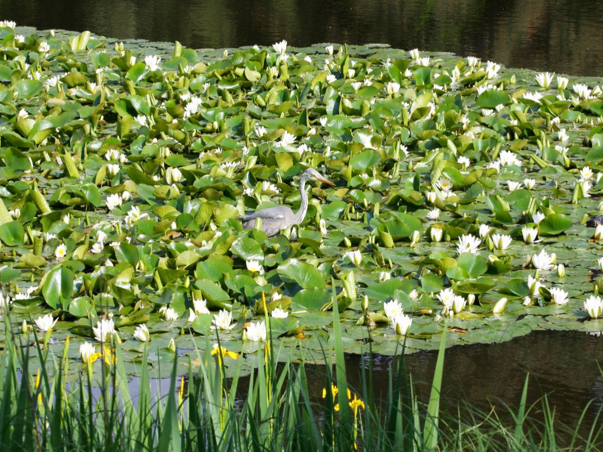 Seerosenteich mit Reiher