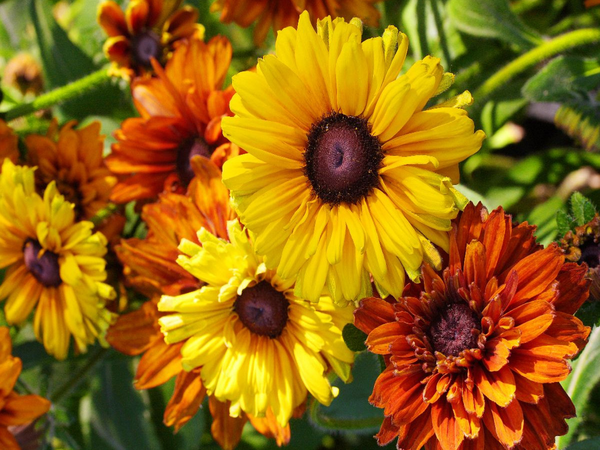 Rudbeckie oder Rauer Sonnenhut