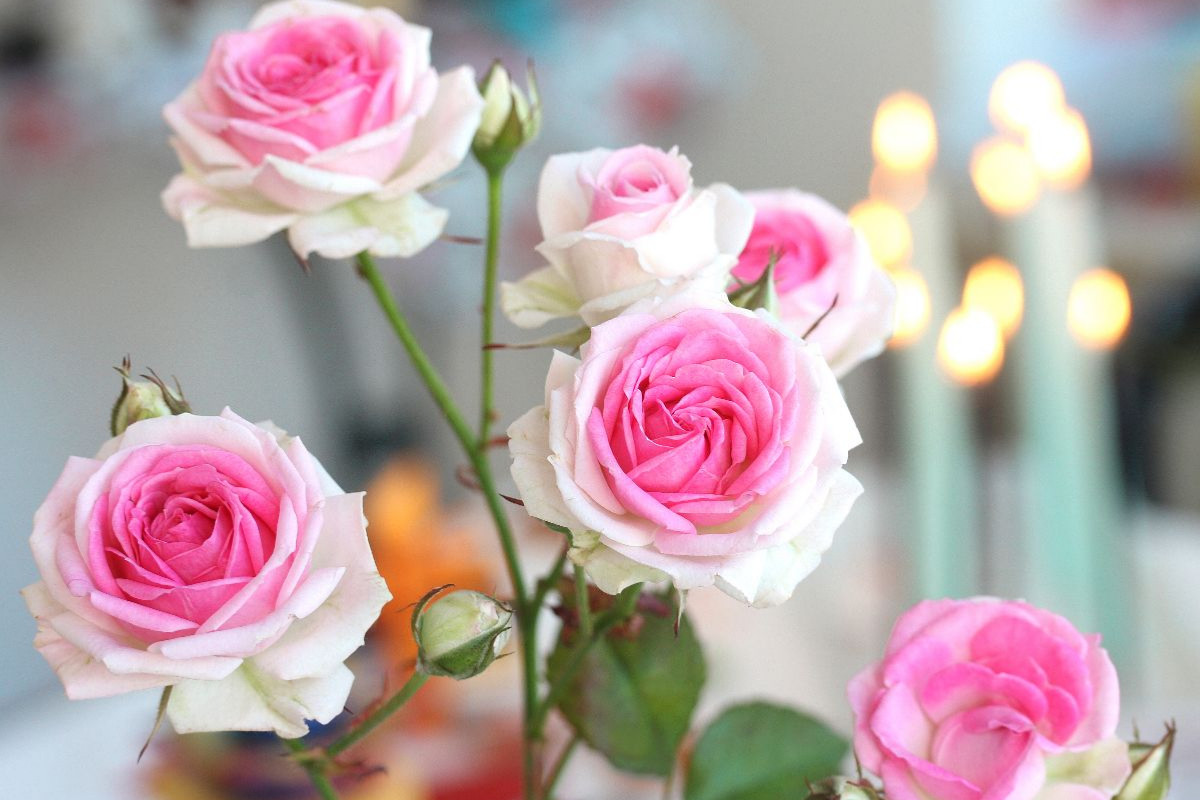 Rosa Rosen mit brennenden Kerzen im Hintergrund