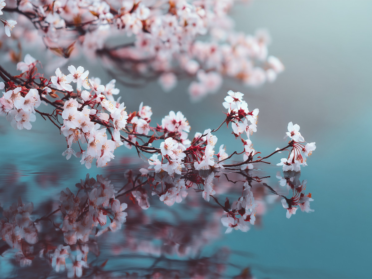 Stille spricht in zarten Blütenlinien