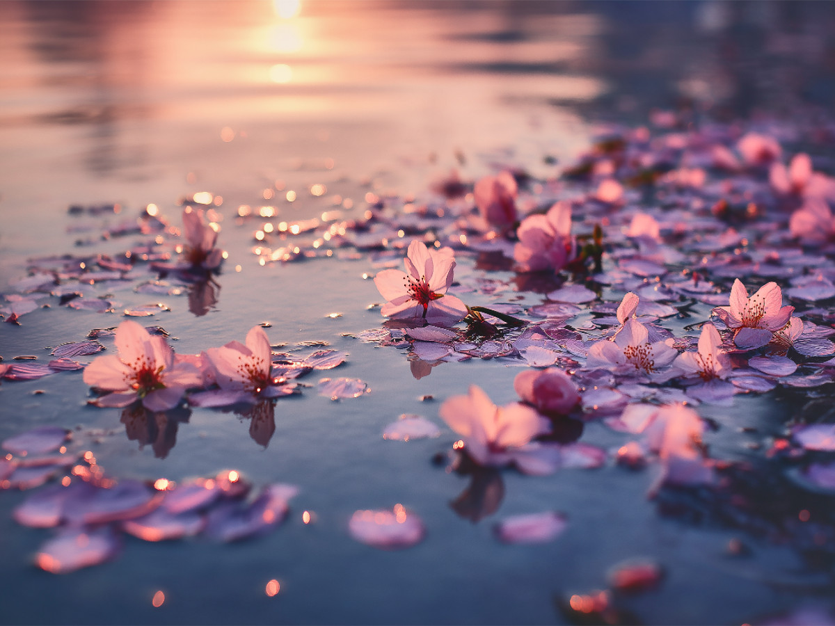 Blüten treiben wie Träume im Abendlicht