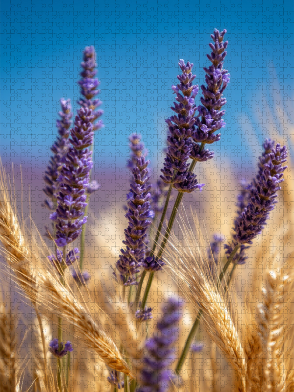 Lavendel und Kornfelder im Licht