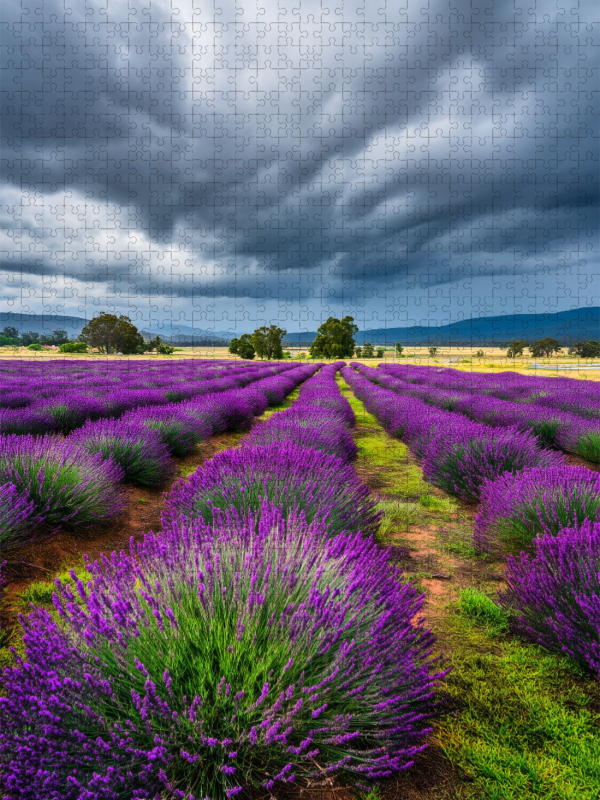 Lavendelfelder unter dramatischem Himmel