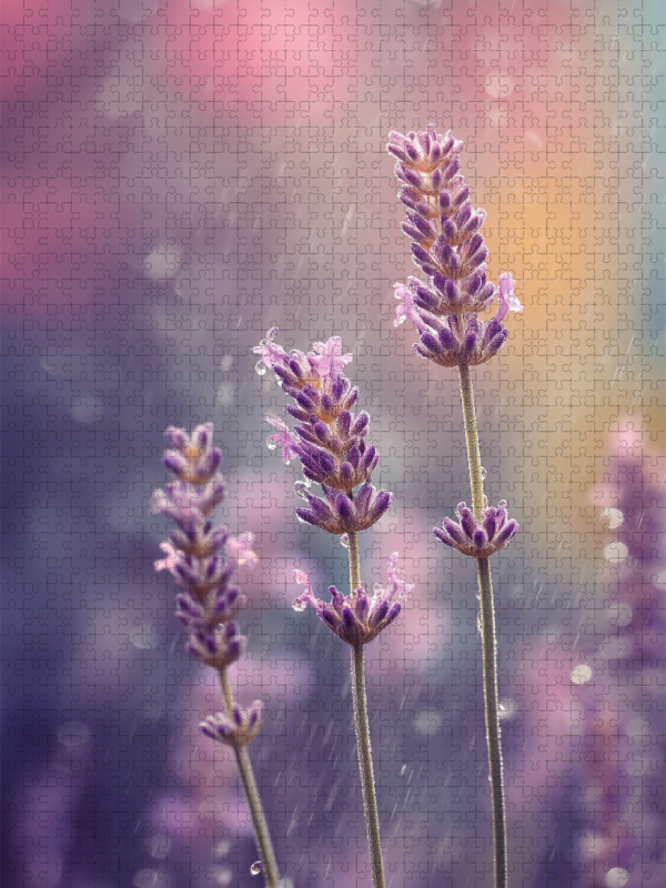 Ein Motiv aus dem Kalender Der Sommer blüht violett