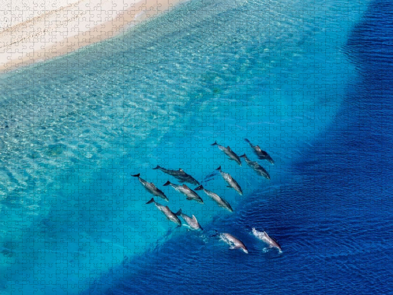 Durch Strömung und Tide - Delfine