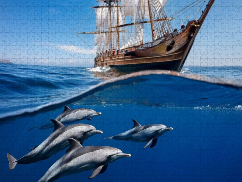 Delfine begleiten ein historisches Schiff