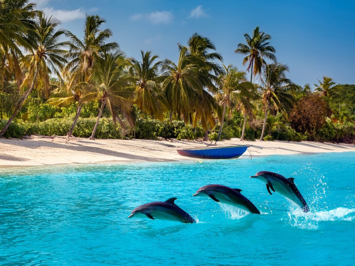 Delfine - anmutige Springer