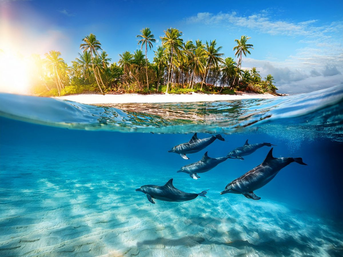 Delfine vor einer Palmeninsel