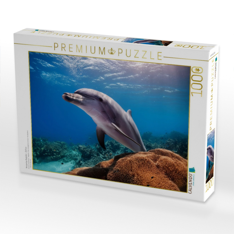 Neugierige Begleiter - Delfine