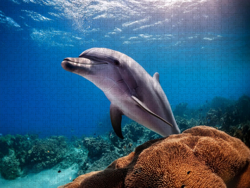 Neugierige Begleiter - Delfine