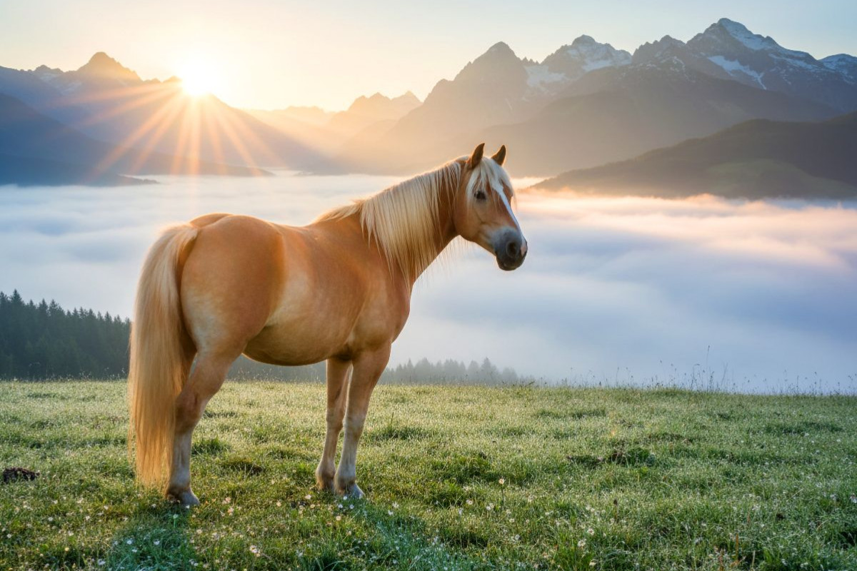 Haflinger Pferd im Morgennebel