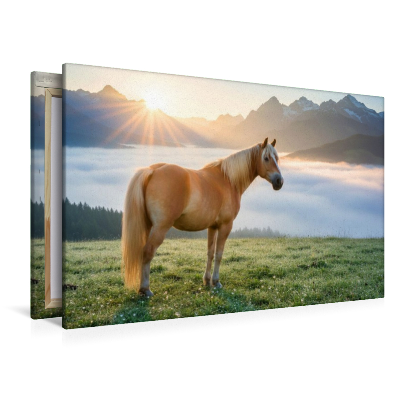 Haflinger Pferd im Morgennebel