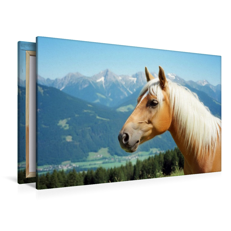 Haflinger Hengst Portrait