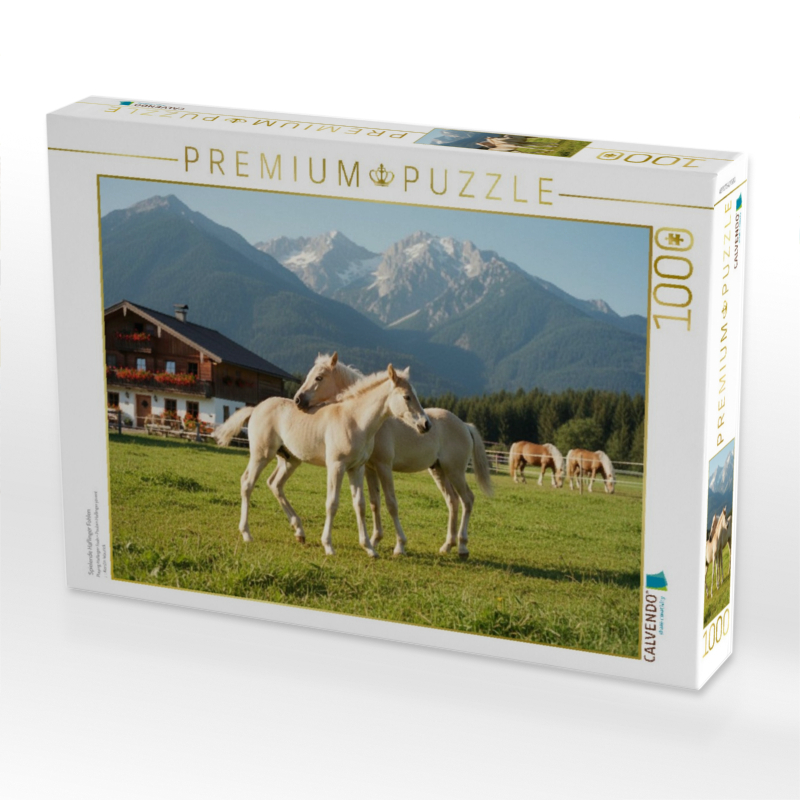 Spielende Haflinger Fohlen