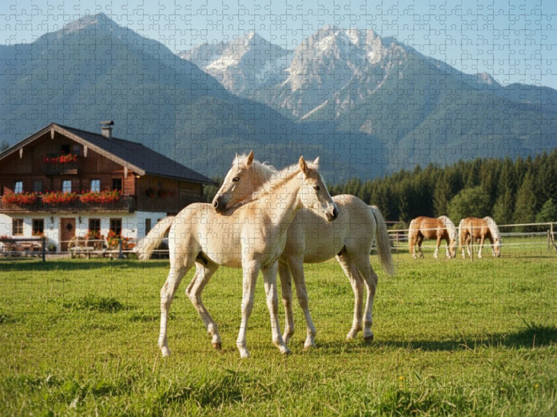 Spielende Haflinger Fohlen