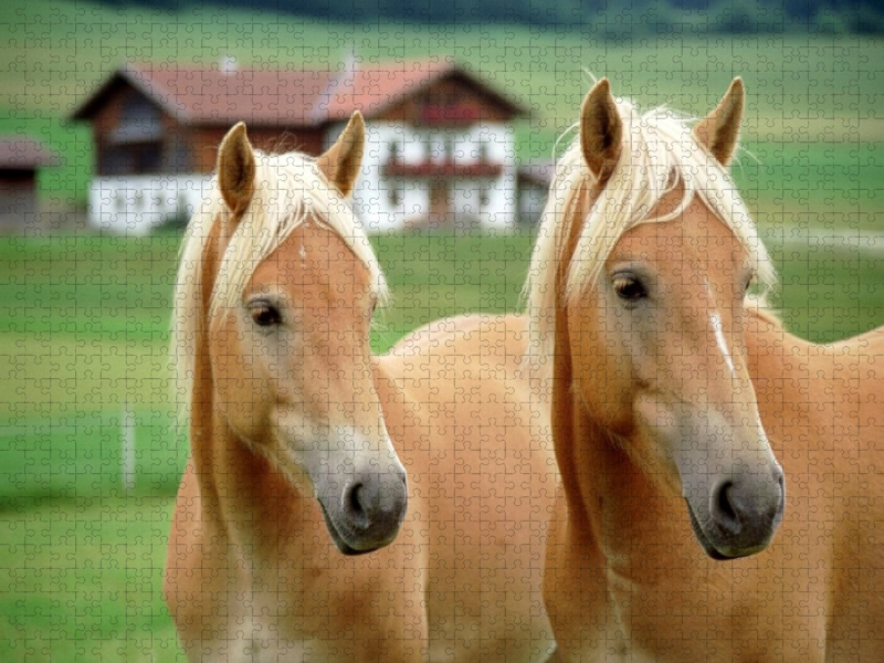 Haflinger Pferde - Freunde