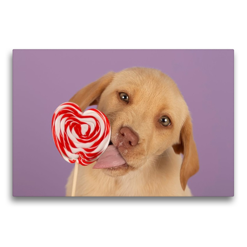 Ein Motiv aus dem Kalender Achtung, die Welpen kommen.