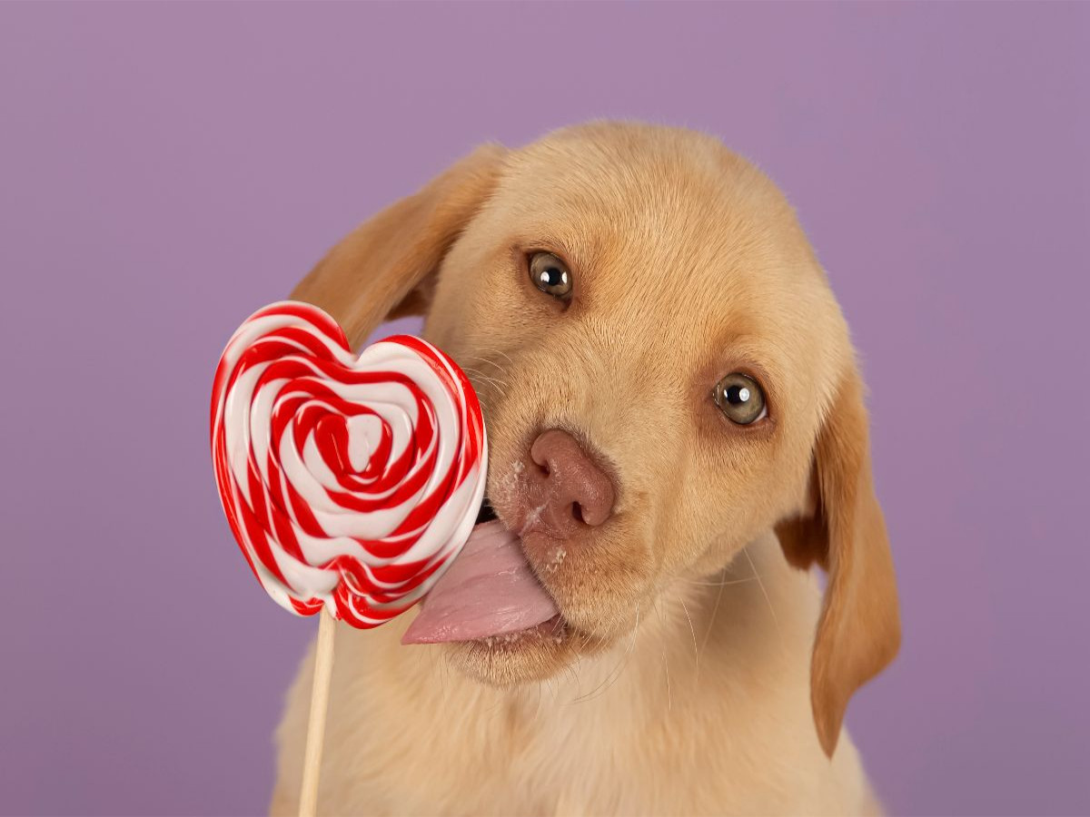 Ein Motiv aus dem Kalender Achtung, die Welpen kommen.