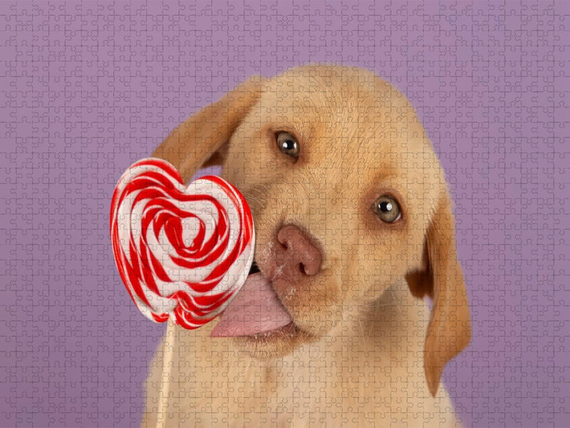 Ein Motiv aus dem Kalender Achtung, die Welpen kommen.