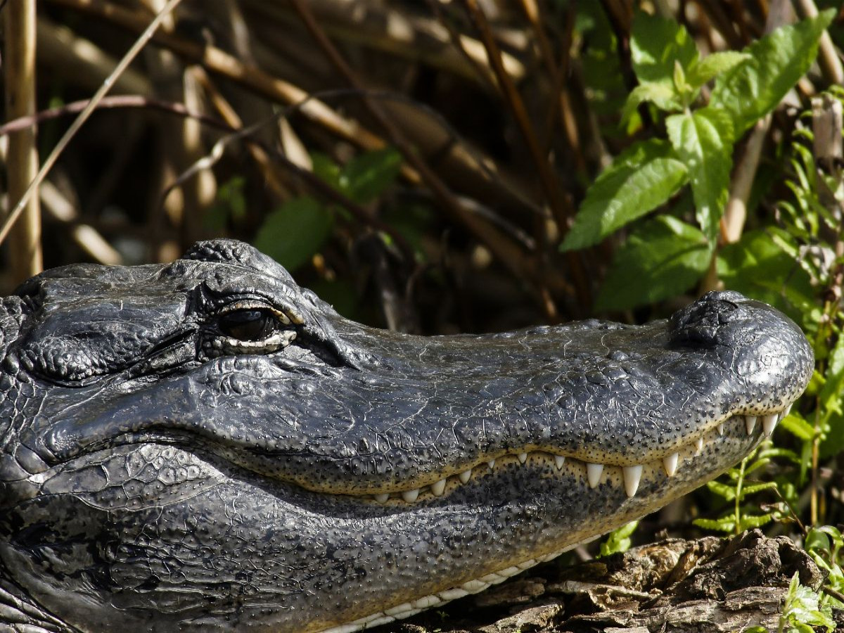 Alligator, Everglades Nationalpark