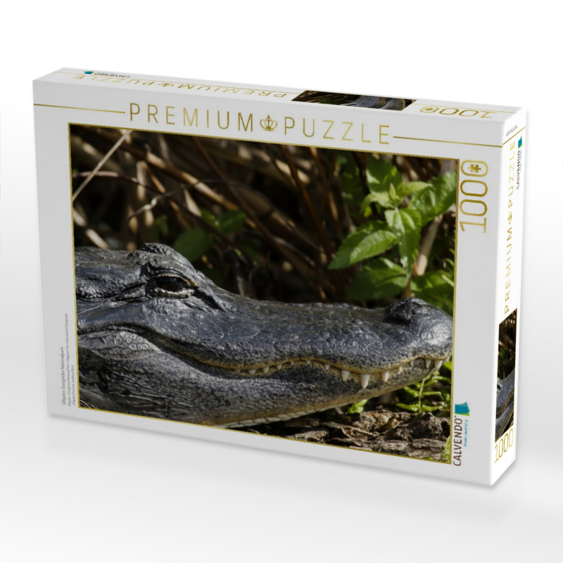 Alligator, Everglades Nationalpark