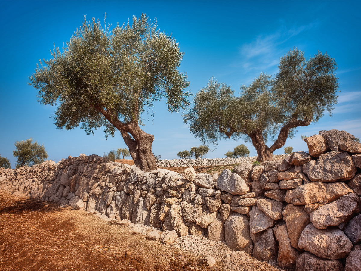 Olivenhain im warmen Licht der Zuneigung