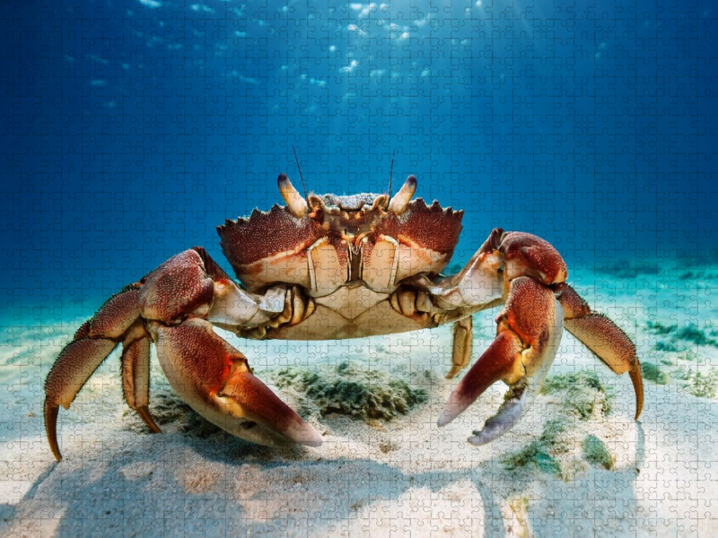 Riesenkrabbe unter Wasser