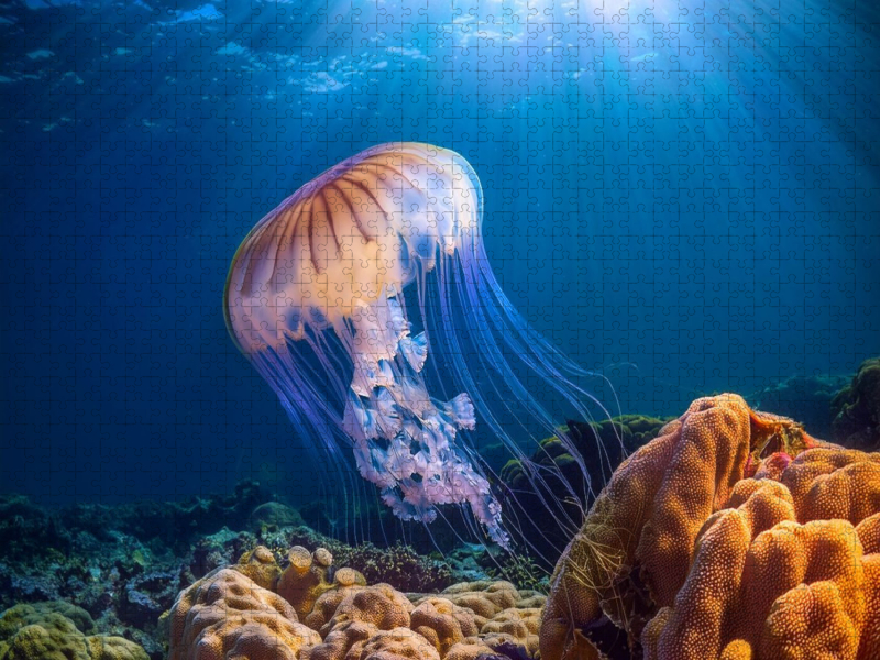 Qualle im blauen meer