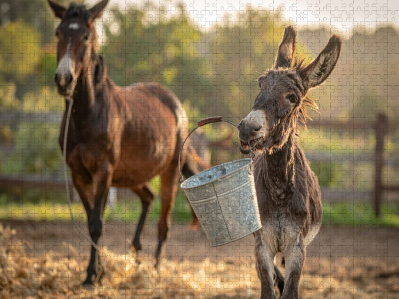 Gestern war hier etwas leckeres drin - spielender Esel