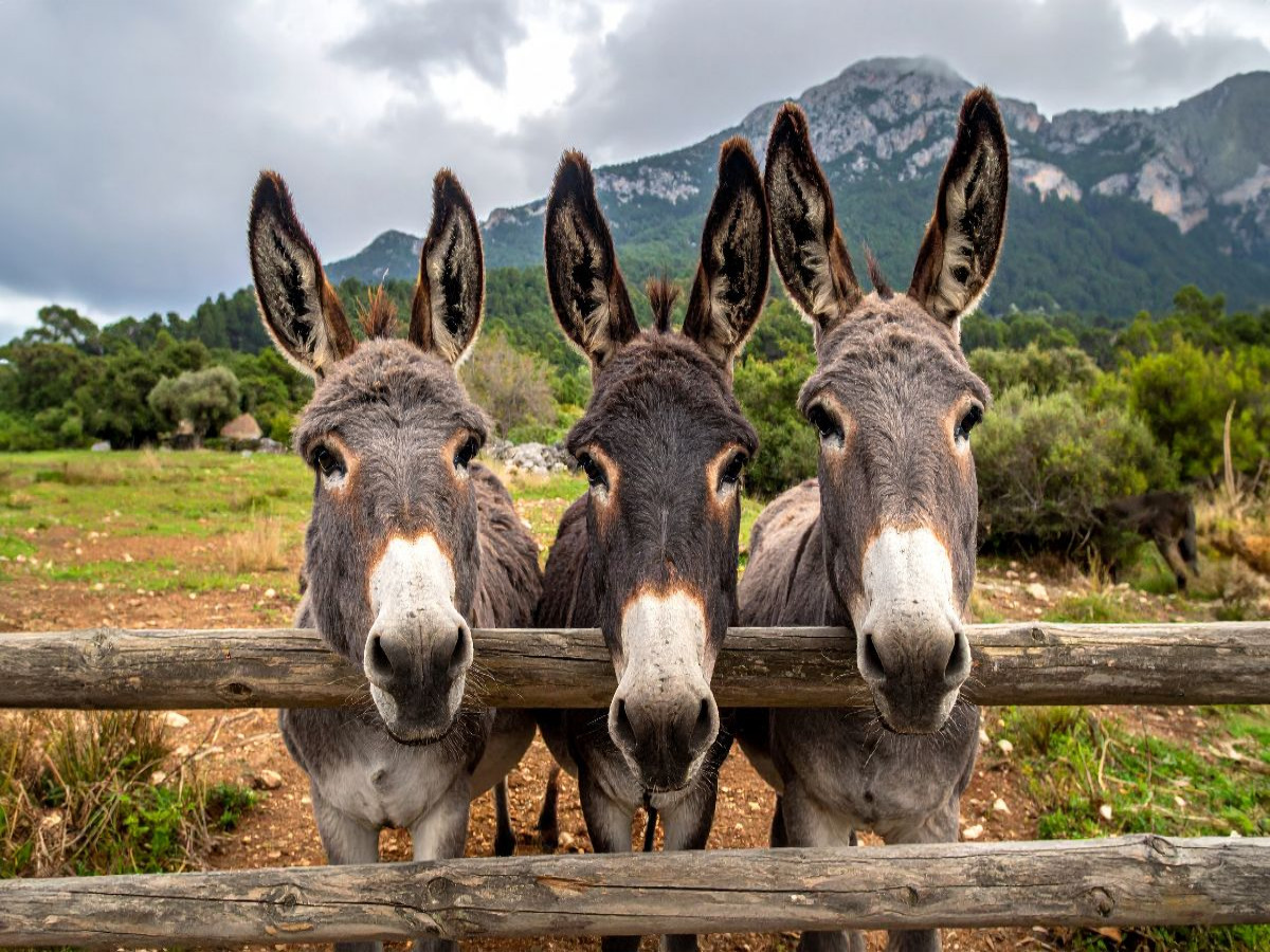 Drei fröhliche Esel