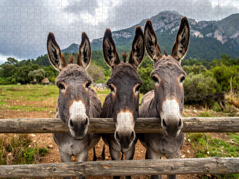 Drei fröhliche Esel