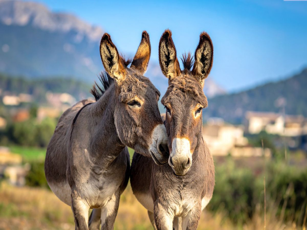 Zwei Eselfreunde